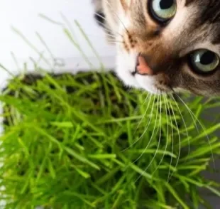 A grama para gatos com milho de pipoca é a mais fácil de cultivar.