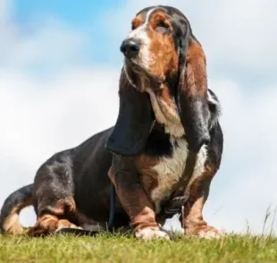 Cães do grupo Hound, como o Basset, são conhecidos por sua poderosa capacidade farejodora