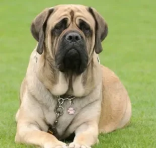 O Mastim Inglês é um cachorro gigante de focinho achatado e cheio de dobrinhas no rosto