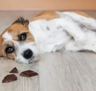 Cachorro não pode comer chocolate por causa das substâncias tóxicas presentes no alimento