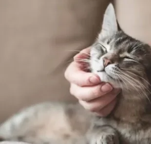 Ouvir um gato ronronando ao receber carinho é muito comum