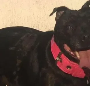  Janaína é uma Staffordshire Bull Terrier que sofreu muito com a violência animal até ser resgatada