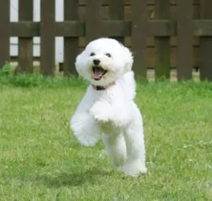 Nomes para cachorros toy podem fazer referência ao tamanho do pet