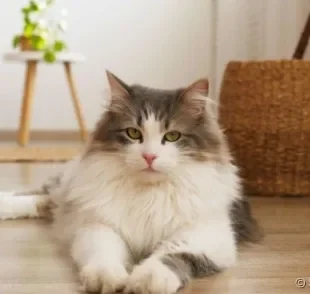 Escolha entre 100 opções de nomes para gatos gigantes, fêmeas e machos.