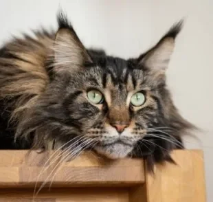 
O Maine Coon é uma raça de gato conhecida como 'gigante gentil'

