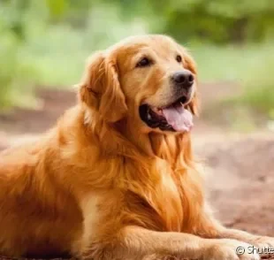 Nomes para cachorro Golden Retriever: características físicas e personalidade do pet são as melhores inspirações!