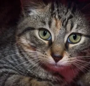 Nomes de gato unissex podem ser usados tanto para machos, quanto para fêmeas.