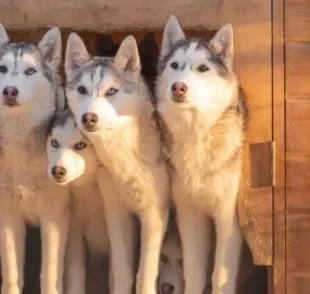 Uma matilha é um conjunto de cães que vivem juntos