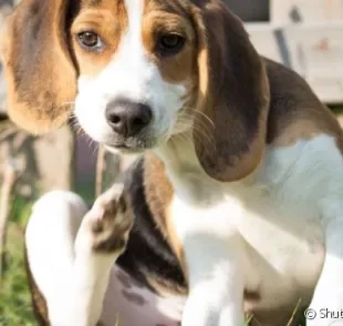 Existem diferentes causas para a coceira na orelha do cachorro.