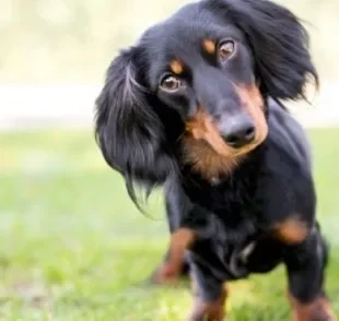 O cachorro pensa, mas não da mesma forma que os humanos