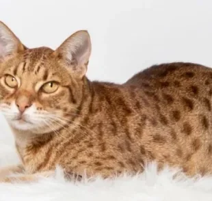 A raça Ocicat foi criada para unir características de gatos domésticos e selvagens