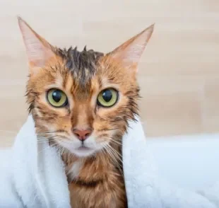 Aprender como dar banho em gato não é difícil, mas os banhos só devem ocorrer com recomendação médica 