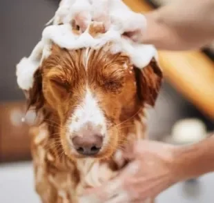 Descubra se pode dar banho em cachorro com sabonete humano e os cuidados mais importantes 