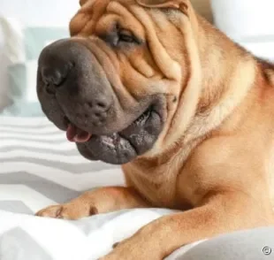 Cães com focinho achatado e dobrinhas na face são fofos, mas precisam de cuidados especiais.