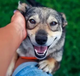 Um dos motivos de cachorro gostar de carinho é a sensação de bem-estar