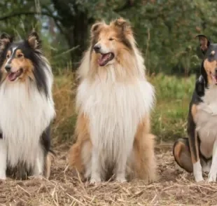  Rough Collie é um tipo de Collie que ganhou fama nos anos 90 com o filme Lassie