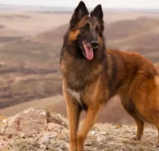 Toda raça de cachorro grande e peludo requer cuidados especiais com a pelagem, como é o caso do Pastor Belga