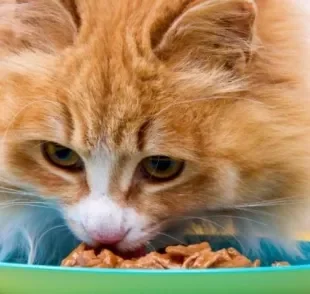 O sachê para gatos traz vantagens, mas deve ser consumido com moderação