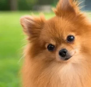 Os nomes para Lulu da Pomerânia fêmea podem ser chiques, simples ou engraçados