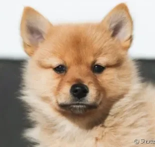  Raça de cachorro que parece uma raposa: confira 7 opções para adotar! 