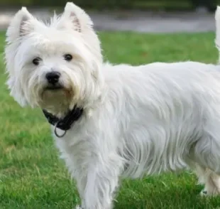 O útero de cadela tem diversas funções relacionadas ao sistema reproodutor canino