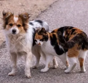 O abandono de animal aumenta no fim de ano principalmente por causa de férias, viagens e mudanças de casa