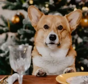 Na ceia de Natal, cachorro não pode comer tudo que ver pela frente ou pode passar mal