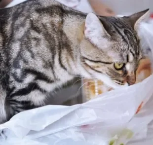 A alotriofagia é o ato de comer objetos não digestíveis, como o plástico 