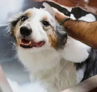  O banho terapêutico pet é um tipo de tratamento que visa a saúde da pele do animal
