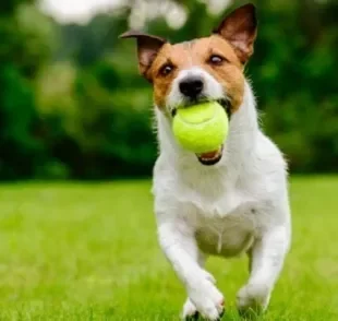 A bola de tênis para cachorro é mais resistente, mas é preciso ter atenção ao seu material
