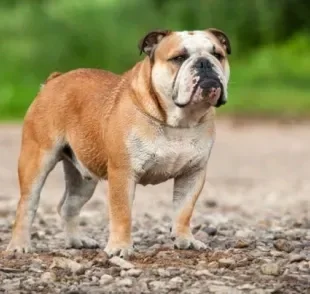 O Bulldog Campeiro é uma raça de cachorro de origem brasileira