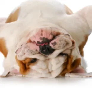 O Bulldog Inglês é um cachorro braquicefálico cheio de dobrinhas que é muito companheiro