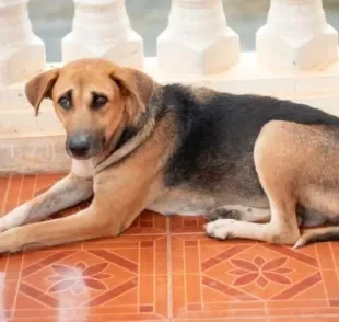 O cachorro arrastando bunda no chão pode indicar alguns problemas de saúde