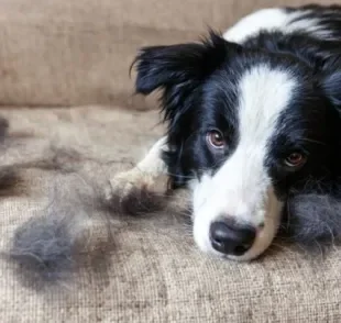 O tratamento de um cachorro com caspa e pelo caindo vai depender da causa