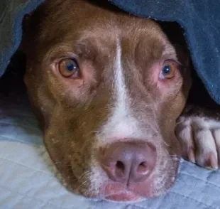  Cachorro com medo de fogos sofre muito com toda essa barulheira. 