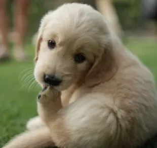 O cachorro lambendo ferida pode trazer problemas de saúde para o animal