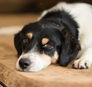  Meu cachorro teve contato com outro com cinomose: é bom ter atenção! 