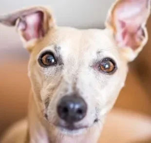  O cachorro surdo pode nascer com a condição em caso de degeneração hereditária