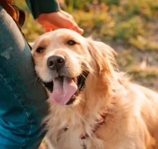 Cachorro de suporte emocional: do Golden Retriever ao vira-lata, saiba quais são as raças indicadas