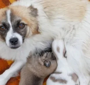  Cálcio para cadela amamentando é realmente necessário? Nutróloga veterinária responde a essa e outras perguntas! 