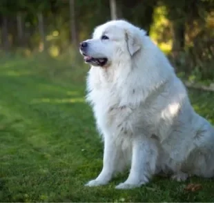 O Cão de Montanha dos Pirenéus é bem grande e tem uma pelagem bastante densa