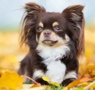 O Chihuahua de pelo longo é uma das variações da raça de cachorro