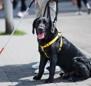 O cão guia trabalha por um tempo determinado