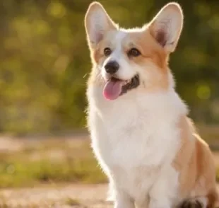 Pembroke Welsh Corgi e Cardigan Welsh Corgi são as duas variações de Corgi que existem