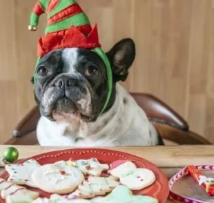 A ceia de natal canina deve ser preparada com cuidado extra para raças com predisposição à obesidade