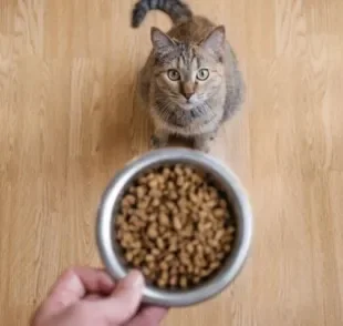 Ao ver um gato com fome excessiva, é bom investigar as causas