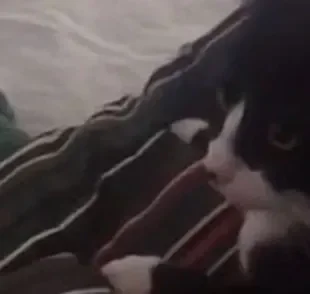 Gato latindo: Ozzy é a prova viva de que felinos não sabem apenas miar...