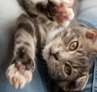 Gato no colo não costuma ser recomendado porque a maioria dos felinos fica desconfortável e tenta escapar