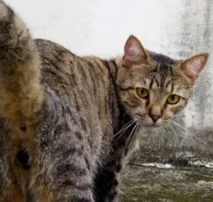  Condição é mais comum em cães, mas a glândula adanal em gatos também pode inflamar