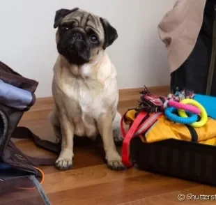 Veja o passo a passo de como preparar seu pet para se hospedar em um hotel para cachorro.